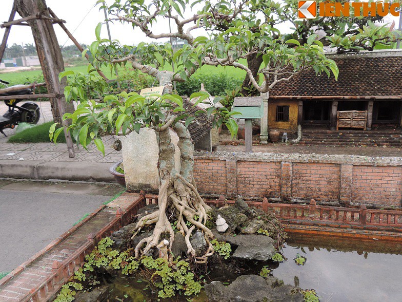 Tieu canh tu bonsai dep me hon cua nghe nhan Hai Phong-Hinh-14